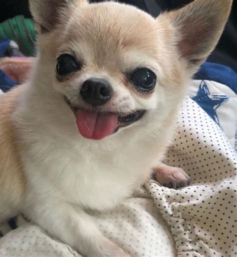 Cute Chihuahua Teeth Smile