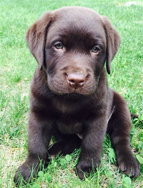 Cute Chocolate Labrador Puppies For Sale Near Me