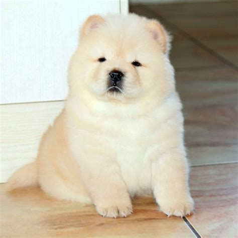 Meet Allie a cute Chow Chow puppy for sale for 950. AKC Cream Female