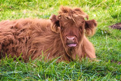 Download Cute Cow Images