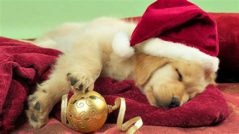 cute christmas puppies Awesome Wallpapers