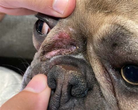 How to improve French Bulldog skin conditions naturally Swagwags