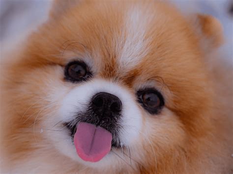 Cute Dog