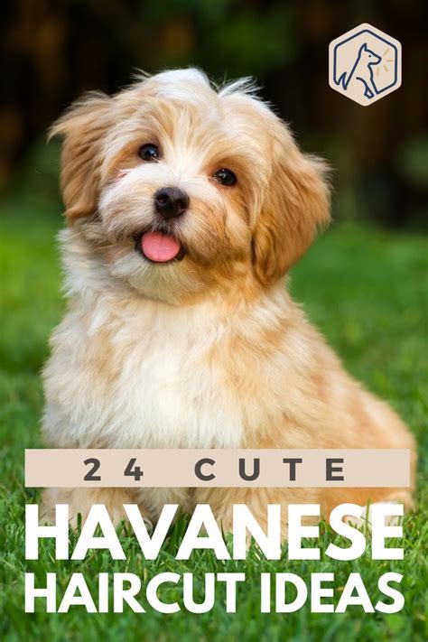 Cute Dog Cuts