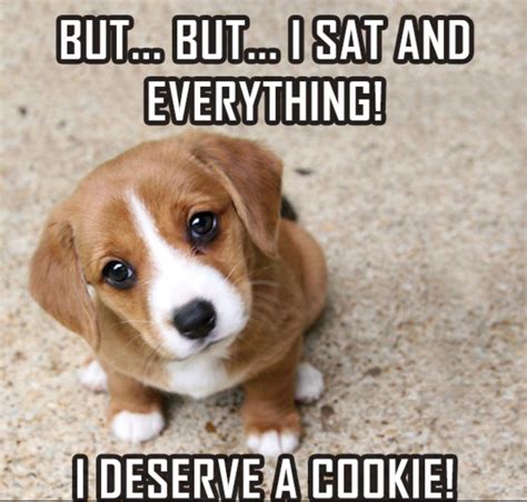 Cute Dog Memes Clean