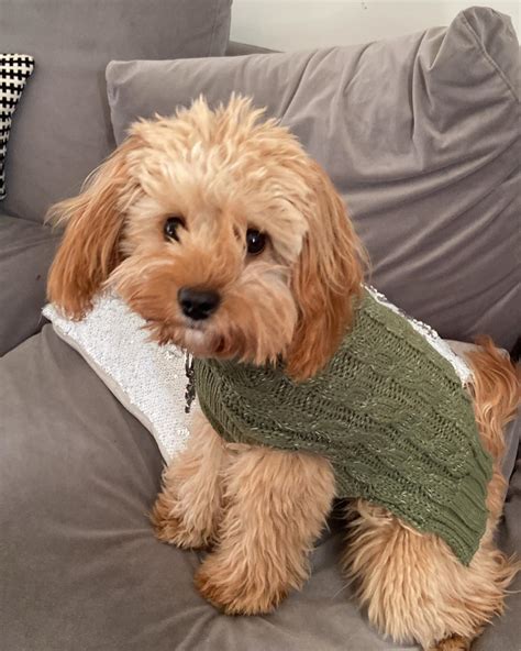Cute Dog News