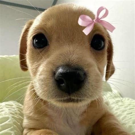 Cute Dog Profile Picture