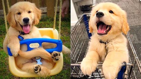 Cute Dog Youtube
