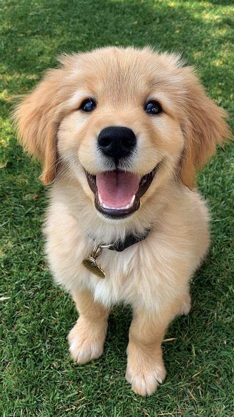 Cute Doggies