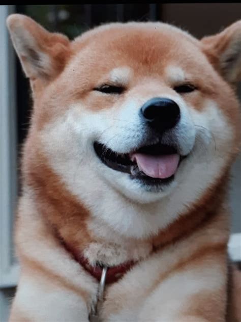 Cute Doggo Pics