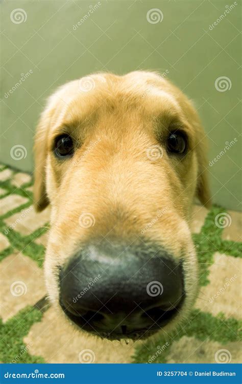 Cute Doggy