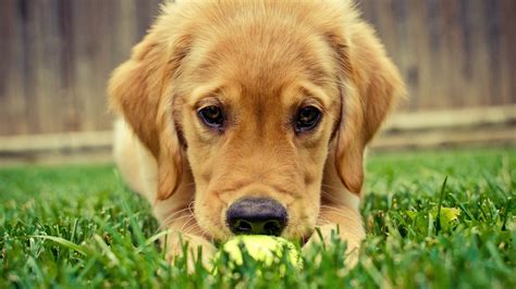 Cute Dogs 1080p
