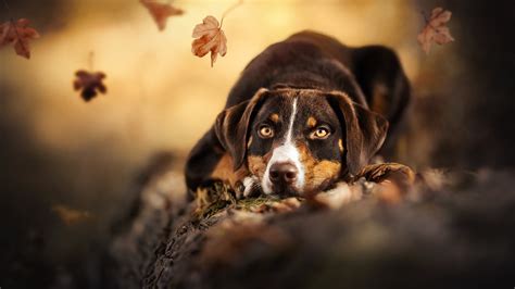 Cute Dogs 1920x1080