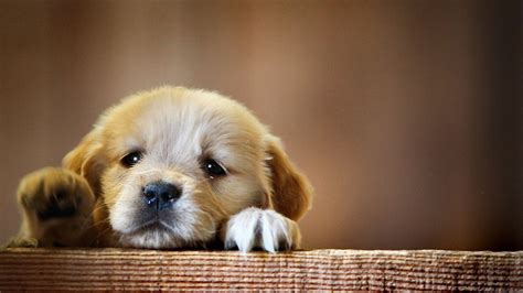 Cute Dogs 4k