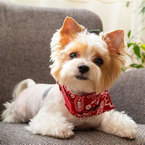 Cute Dogs At Home