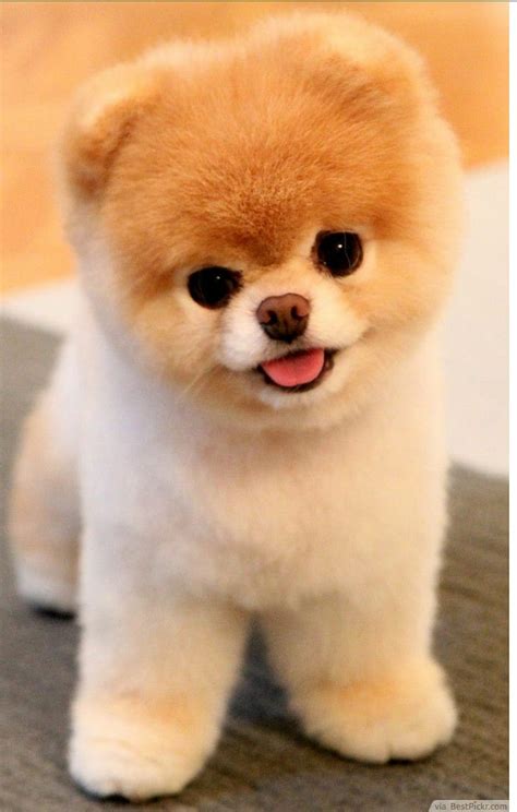 Cute Dogs Baby
