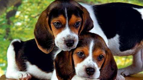 Cute Dogs Beagle