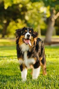 Cute Dogs Big