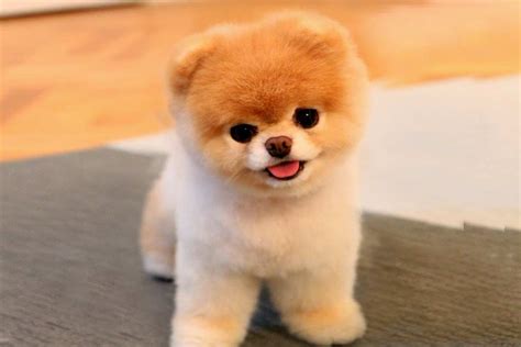 Cute Dogs Boo