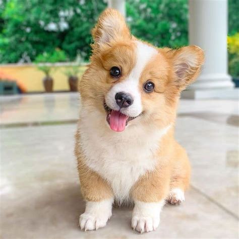 Cute Dogs Corgi