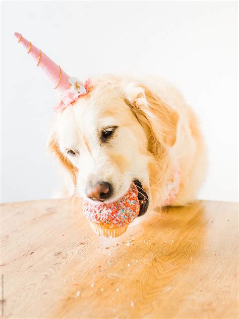 Cute Dogs Eating Cake