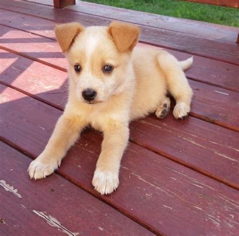 Cute Dogs For Adoption