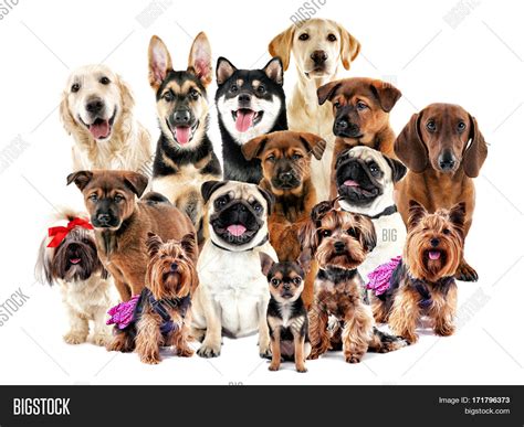Cute Dogs Group