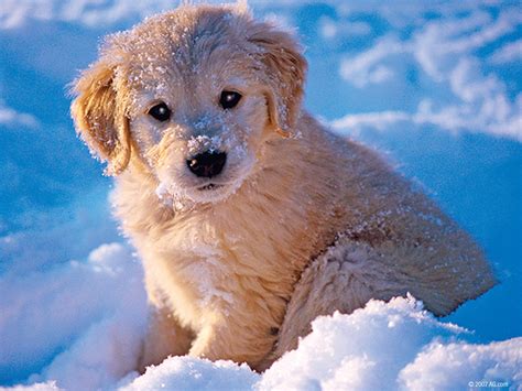 Cute Dogs In Snow