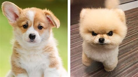 Cute Dogs In The World