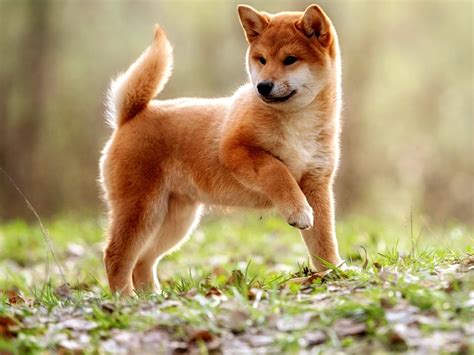 Cute Dogs Japan