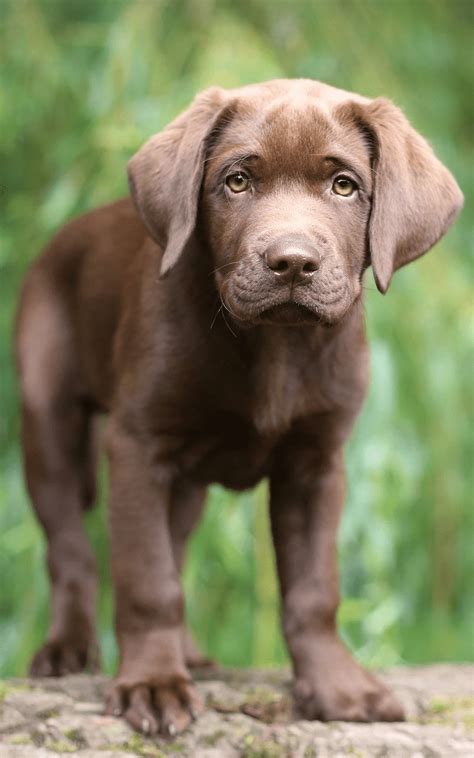 Cute Dogs Labs