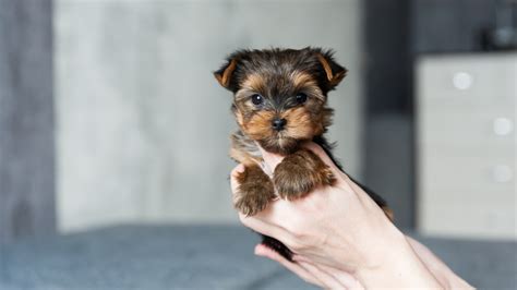 Cute Dogs Little