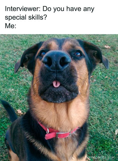 Cute Dogs Memes
