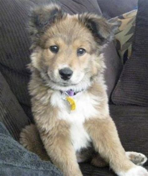 Cute Dogs Mixes