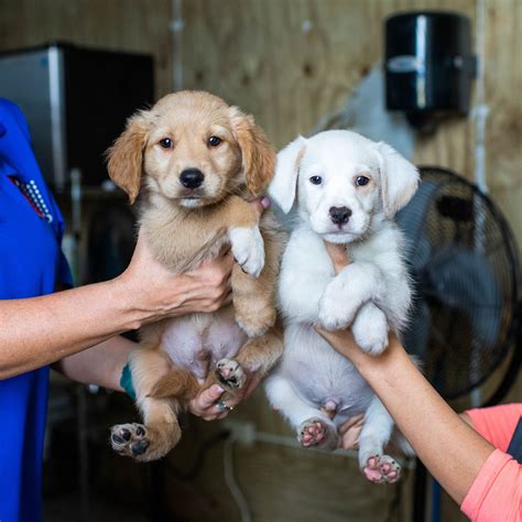 Cute Dogs Mutts