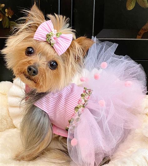 Cute Dogs Outfits