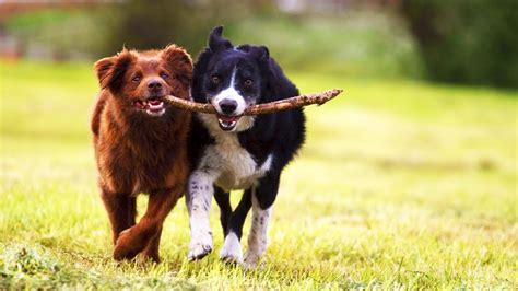 Cute Dogs Playing