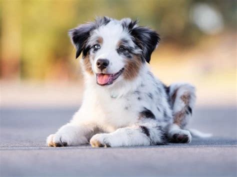 Cute Dogs Races