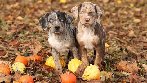 Cute Dogs Rare