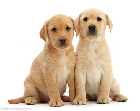 Cute Dogs Together