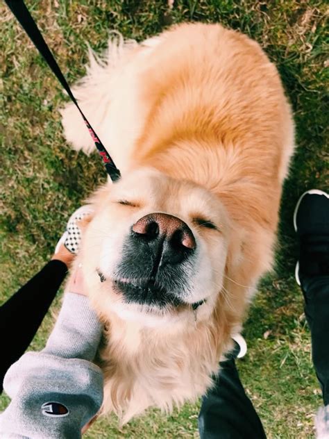 Cute Dogs Vsco