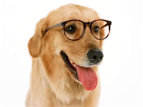 Cute Dogs With Glasses