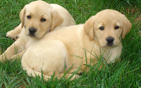 Cute Dogs Yellow Lab