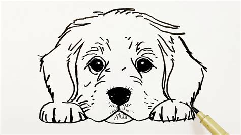 How To Draw Golden Retriever Face at How To Draw