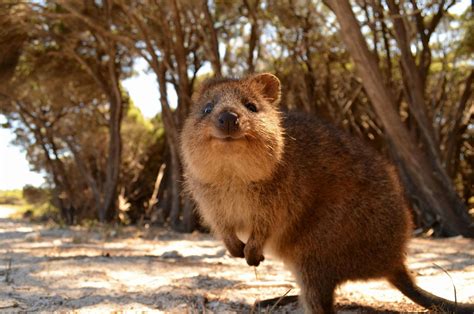 Cute Endangered Animals 2020