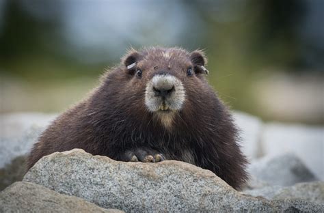Cute Endangered Animals In Canada
