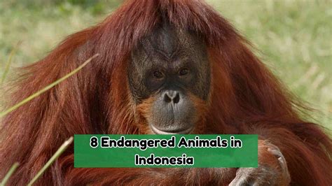 Cute Endangered Animals In Indonesia