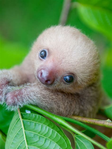 Cute Endangered Animals Pictures