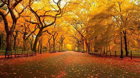 Cute Fall Tree Wallpaper