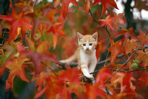 Cute Fall Wallpapers For Computer